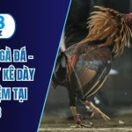 Cách chọn gà đá
