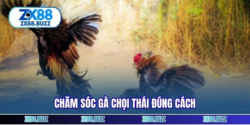 Chăm sóc gà chọi Thái đúng cách