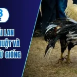 đá gà thái lan