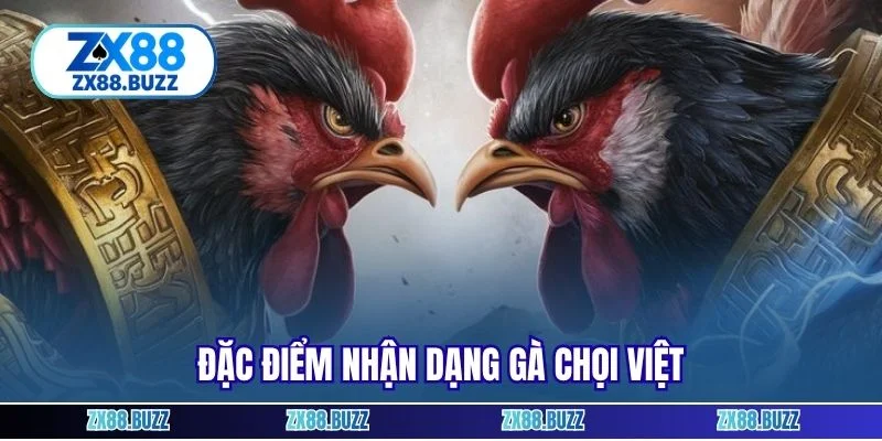 Đặc điểm nhận dạng gà chọi Việt