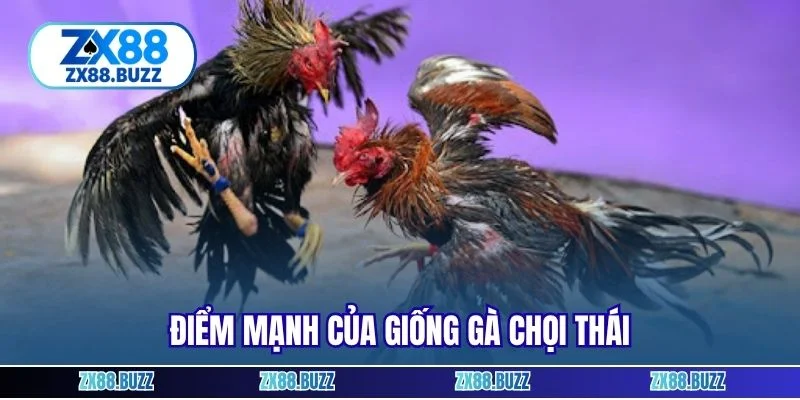 Điểm mạnh của giống gà chọi Thái