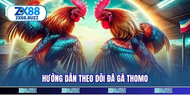 Hướng dẫn theo dõi đá gà Thomo