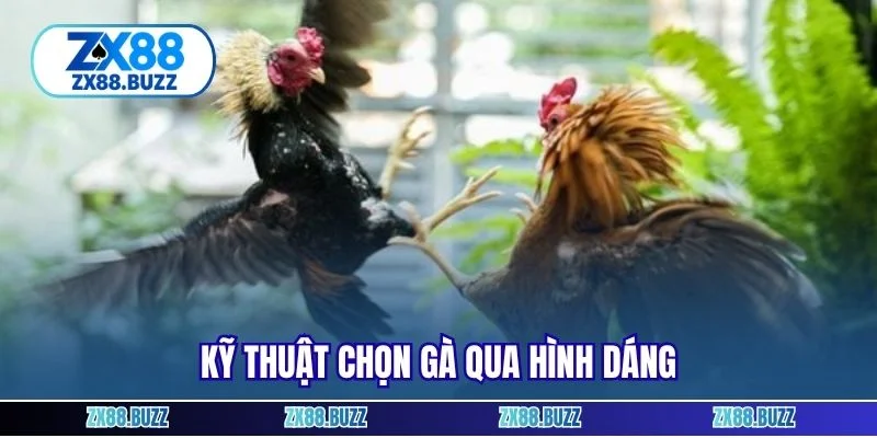 Kỹ thuật chọn gà qua hình dáng